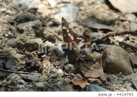 アサマイチモンジ 4419765