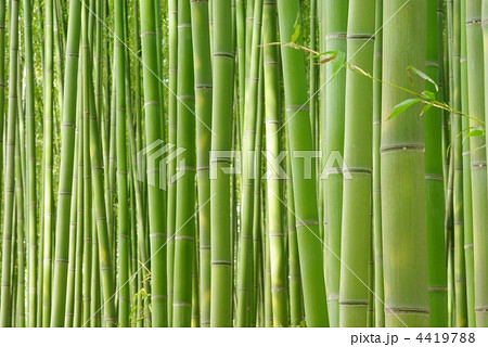 嵯峨野の竹林 4419788