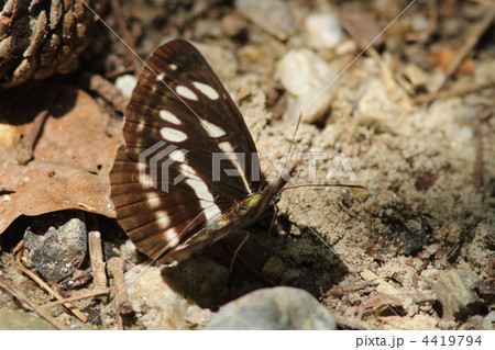 コミスジ 4419794