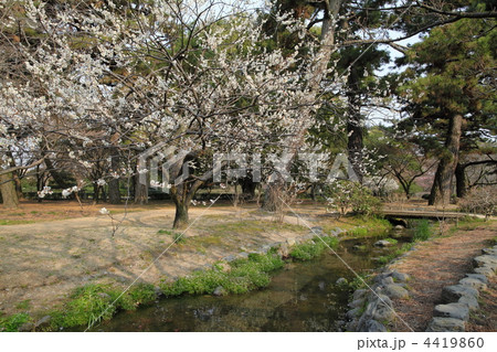 京都御苑 満開の梅園 京都御苑 満開の梅園 4419860