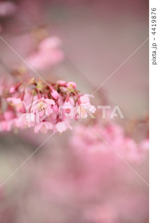 長徳寺のオカメザクラ 4419876