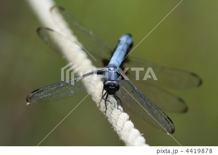 オオシオカラトンボの交尾 4419878