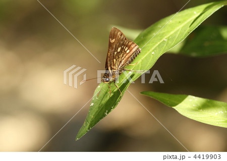 コチャバネセセリ 4419903