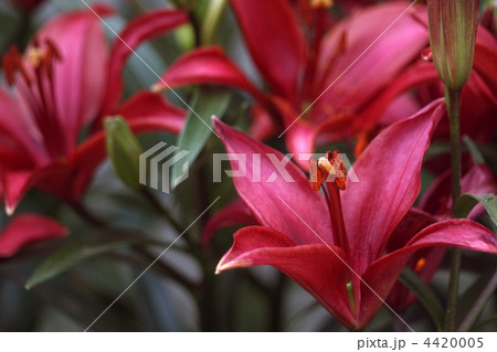 タイニーホープ 4420005