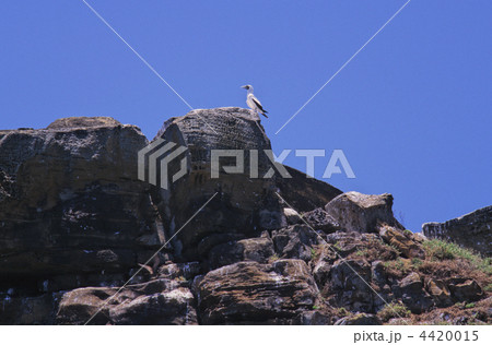 アオツラカツオドリ 4420015