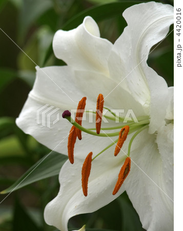 カサブランカ カサブランカ 4420016