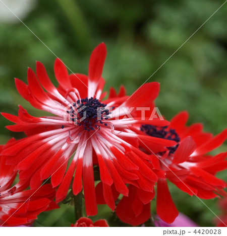 アネモネ 4420028