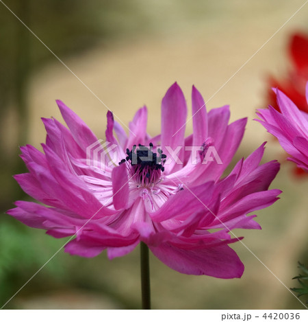 アネモネ 4420036