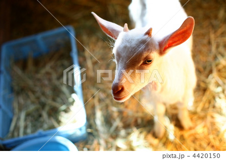 ヤギ２ 4420150