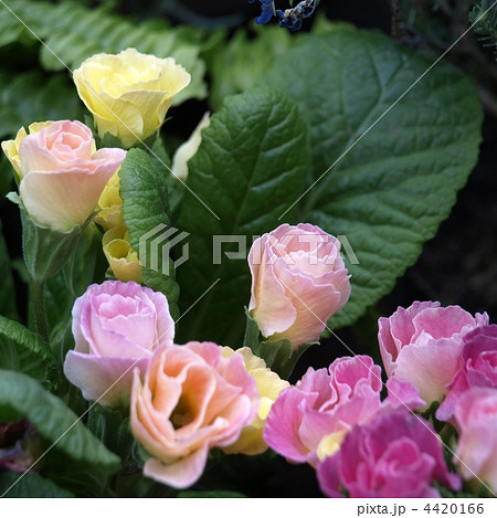 プリムラ・キャンディマジック プリムラ・キャンディマジック 4420166