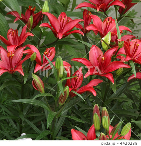 タイニーホープ タイニーホープ 4420238