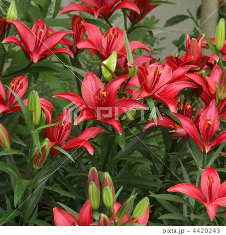 タイニーホープ タイニーホープ 4420243