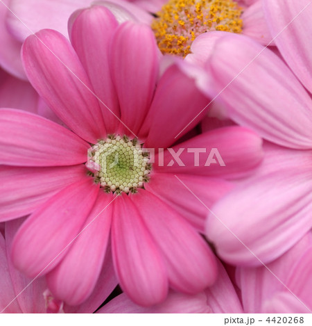 サイネリア 4420268