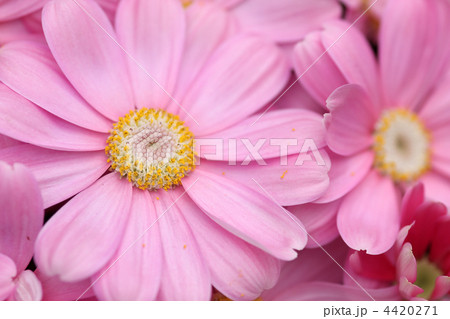 サイネリア サイネリア 4420271