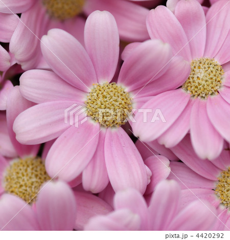 サイネリア サイネリア 4420292