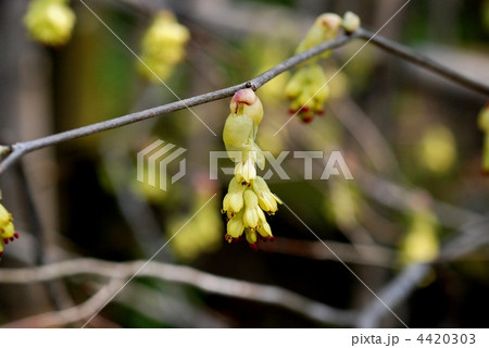 トサミズキ 4420303