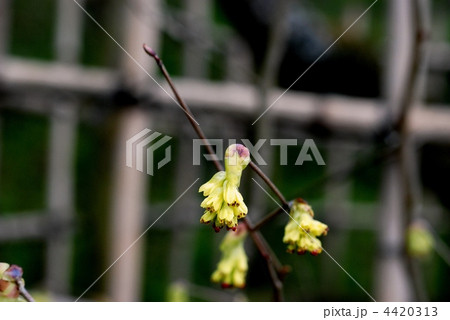 トサミズキ 4420313