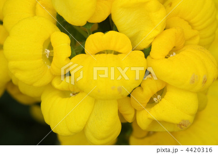 カルセオラリア カルセオラリア 4420316