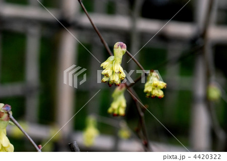 トサミズキ 4420322