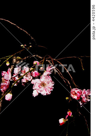 ハナモモ・源平シダレ・黒バック縦位置 4420596