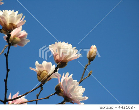 マグノリア（ピンクレディー）の花咲く０１ 4421037