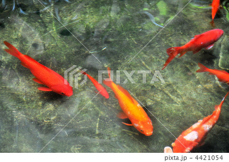 文人に愛された庭の池の鯉 文人に愛された庭の池の鯉 4421054