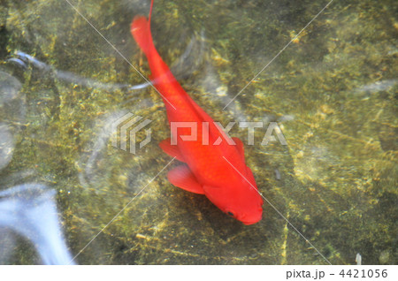 文人に愛された庭の池の鯉02 4421056