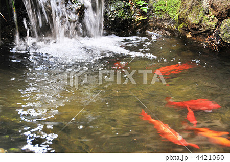 文人に愛された庭と池 4421060