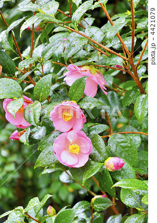 椿　福娘 4421079