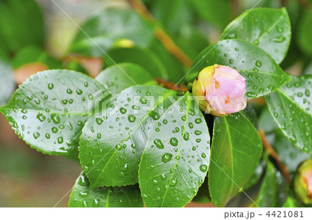 椿 福娘 椿 福娘 4421081