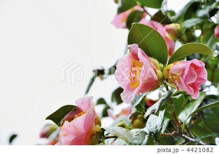 椿 太郎冠者 椿 太郎冠者 4421082