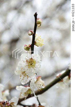 春色と梅 4421103