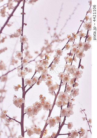 春色と梅 4421106