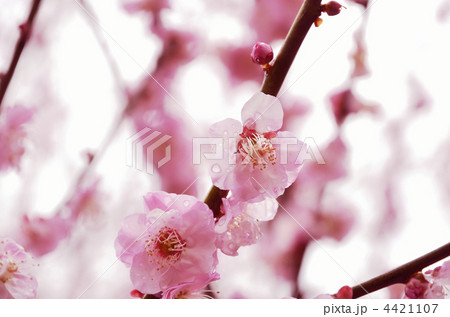 春雨と梅 4421107