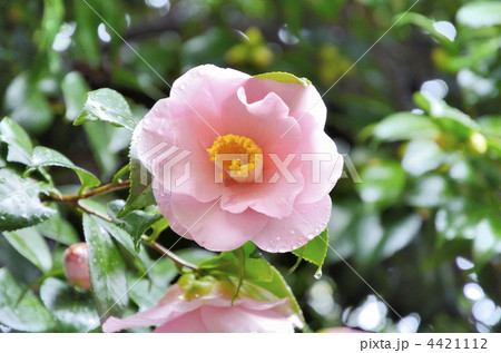 椿 福娘 椿 福娘 4421112