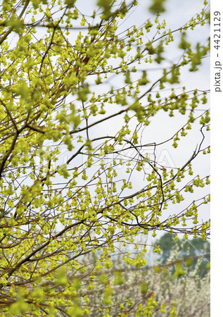 土佐水木 4421129