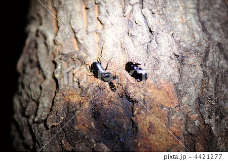 里山の夜、昆虫採集 4421277