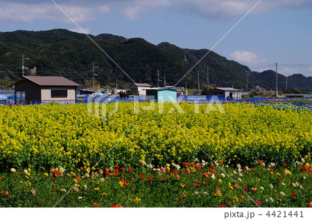 白間津の花畑 4421441
