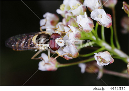 ハナアブの一種のポートレート1 4421532