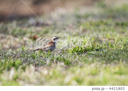 夕陽の中のツグミ1 夕陽の中のツグミ1 4421802