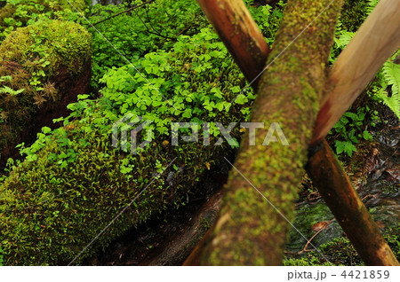 苔とクローバー 苔とクローバー 4421859