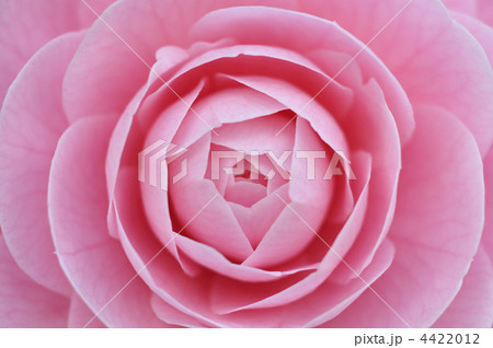 乙女椿 乙女椿 4422012