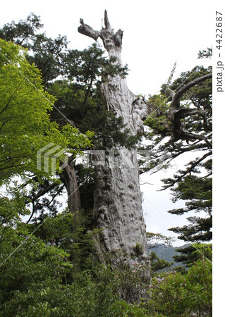 屋久千年杉　仏陀杉 4422687