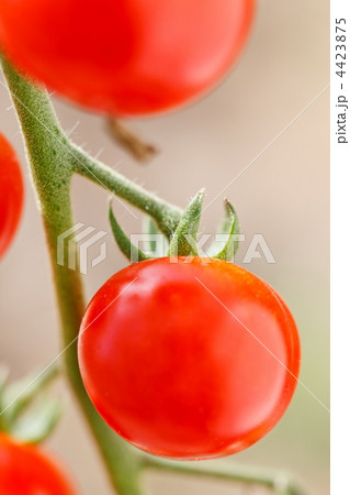 garden tomatoes 4423875