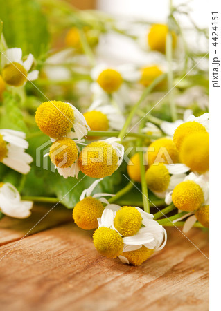Chamomiles and mint Chamomiles and mint 4424151