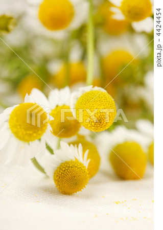 Chamomiles 4424454
