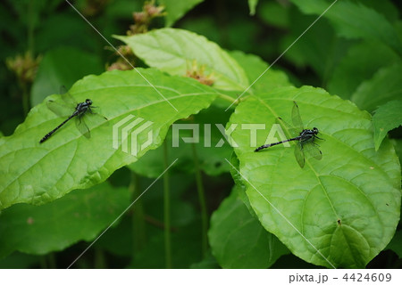 マルタンヤンマ 4424609