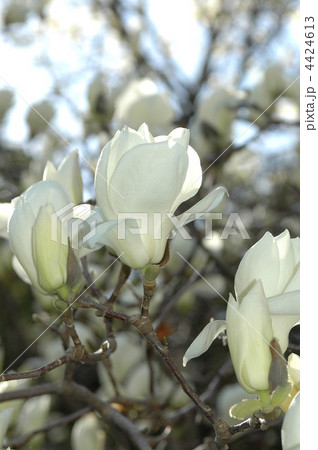 見事に咲く辛夷の花 見事に咲く辛夷の花 4424613