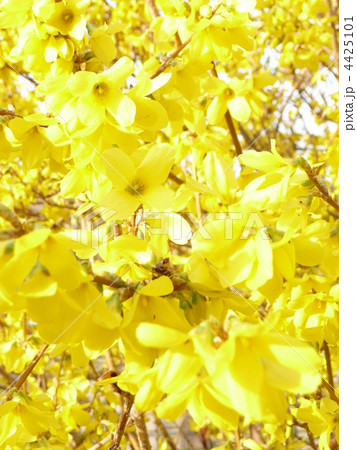 春 満開  ♪ 4425101