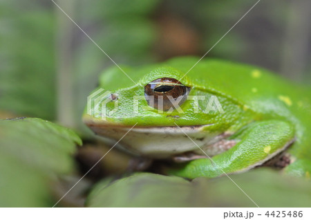 シュレーゲルアオガエル 4425486